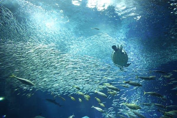 大洗港のしらす漁と海鮮グルメ、地元の味を楽しむ日帰りプラン