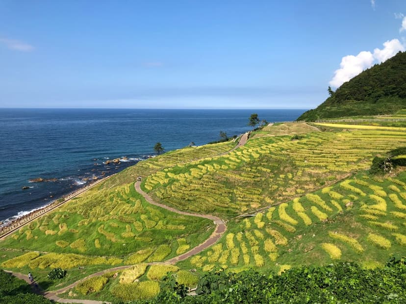 白米千枚田と見附島、能登半島の絶景を巡るドライブプラン